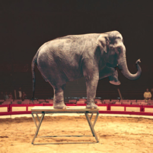 每座活動舞台都能承載一頭大象